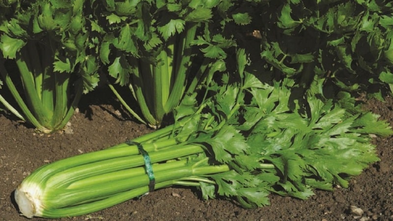 Features of planting and caring for petiole celery in open ground