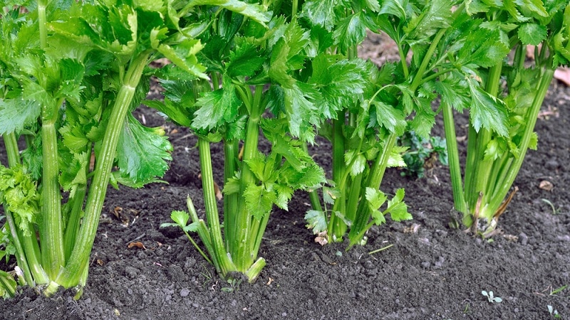 Features of planting and caring for petiole celery in open ground