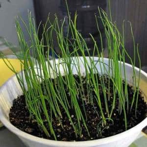 Features of growing onions from seeds
