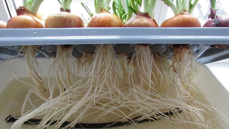 Features of growing onions hydroponically