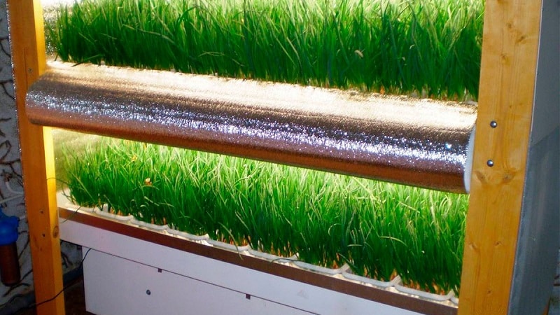 Features of growing onions hydroponically