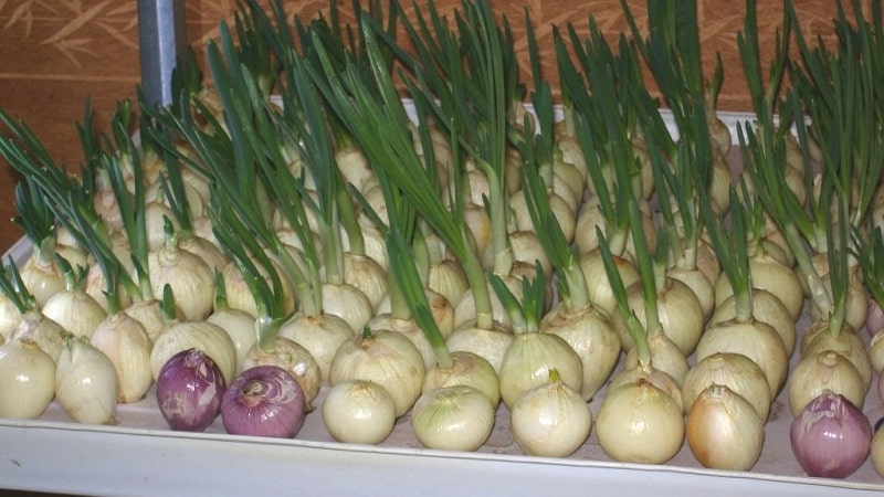 Features of growing onions hydroponically