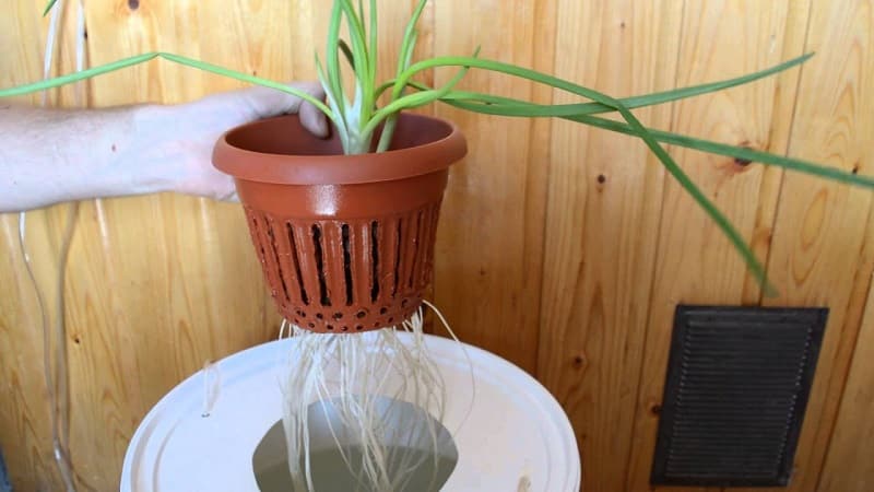 Features of growing onions hydroponically