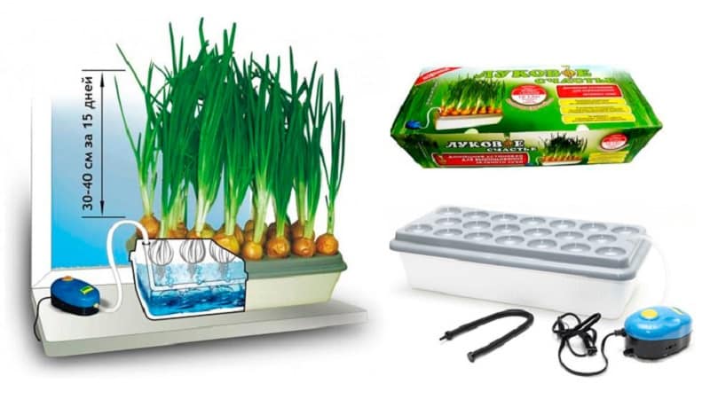 Features of growing onions hydroponically