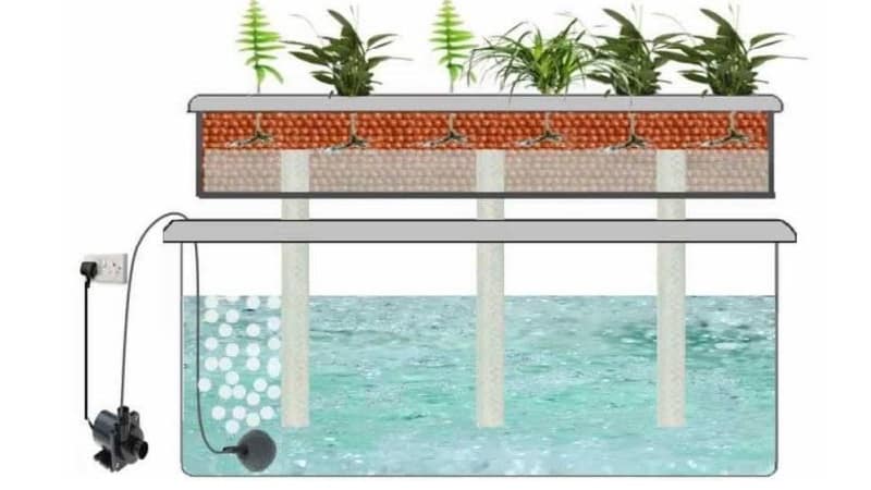Features of growing onions hydroponically