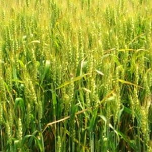 Winter wheat Moskovskaya 40: variety description