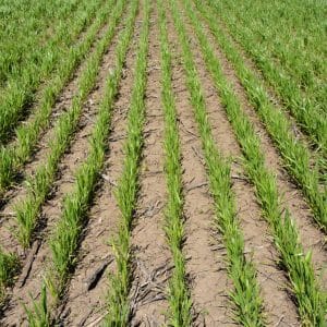 Winter wheat Moskovskaya 40: variety description
