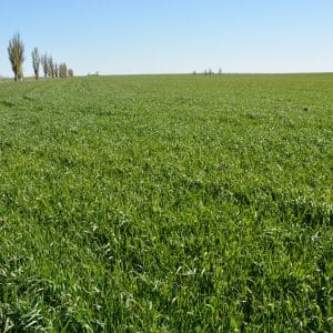 Winter wheat Moskovskaya 40: variety description