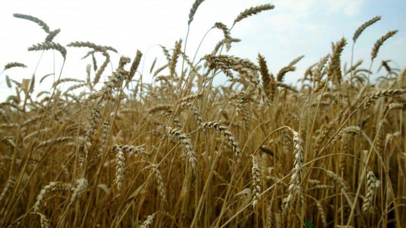Winter wheat Moskovskaya 40: variety description
