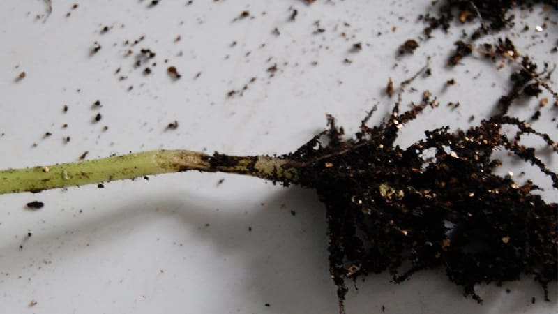 Why cucumber ovaries rot: causes of the problem, methods of solving and preventing it