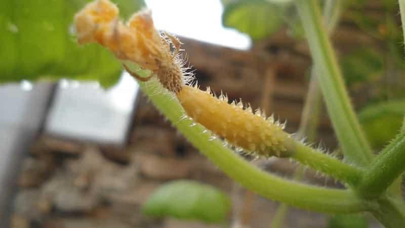 Why cucumber ovaries rot: causes of the problem, methods of solving and preventing it