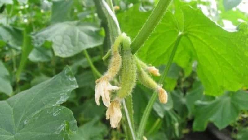 Why cucumber ovaries rot: causes of the problem, methods of solving and preventing it