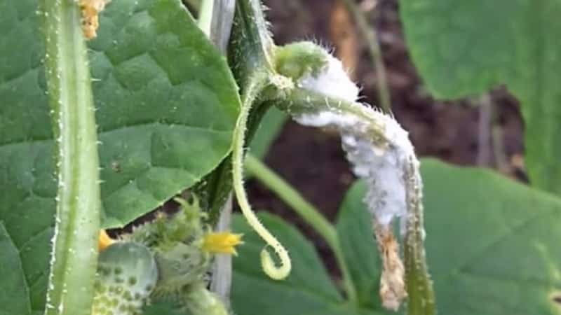 Why cucumber ovaries rot: causes of the problem, methods of solving and preventing it