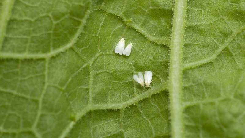 Why cucumber ovaries rot: causes of the problem, methods of solving and preventing it