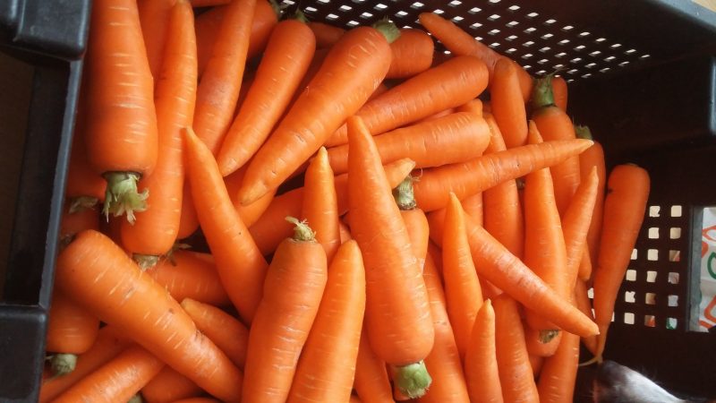 What to do if carrots are not sweet and juicy and why this happens