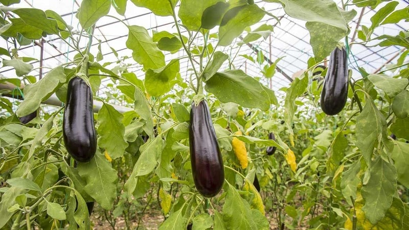A selection of the best varieties of eggplant for a polycarbonate greenhouse
