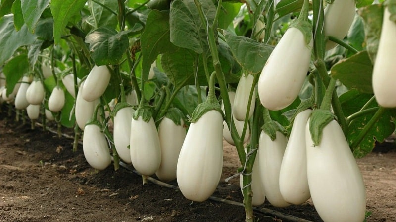 A selection of the best varieties of eggplant for a polycarbonate greenhouse