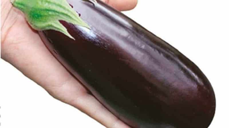 A selection of the best varieties of eggplant for a polycarbonate greenhouse