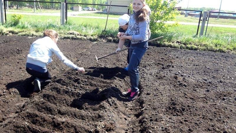 Features of preparing a bed for carrots in the fall