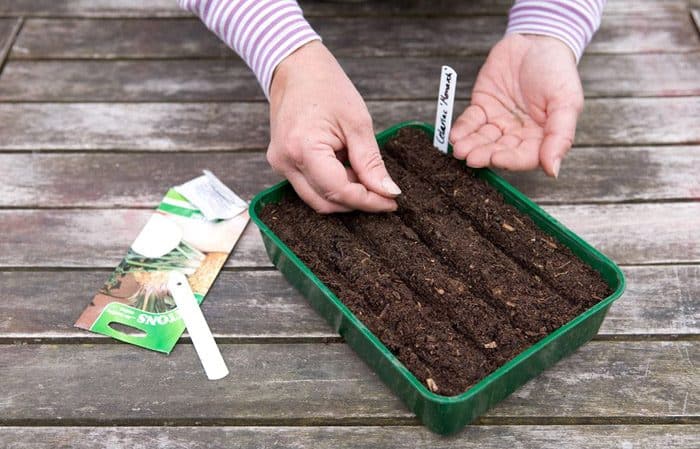 A step-by-step guide to planting celery root seedlings: from preparation to transplanting into the ground