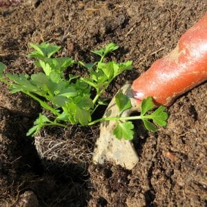A step-by-step guide to planting celery root seedlings: from preparation to transplanting into the ground