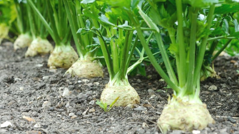 A step-by-step guide to planting celery root seedlings: from preparation to transplanting into the ground