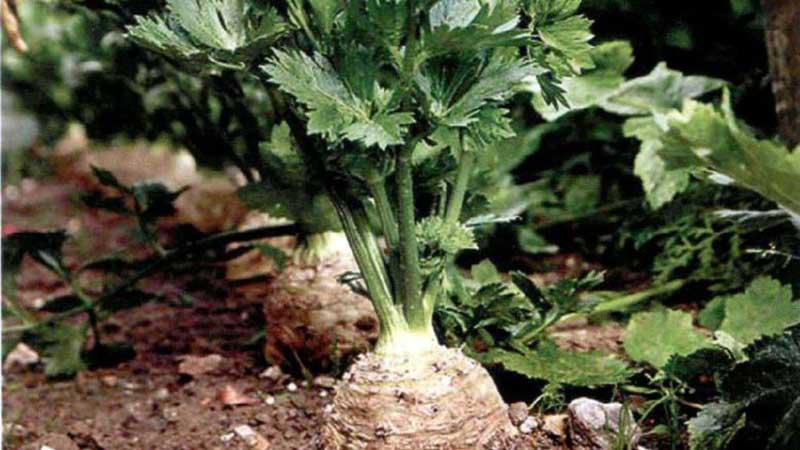 A step-by-step guide to planting celery root seedlings: from preparation to transplanting into the ground