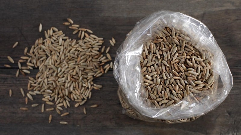 The benefits and harms of sprouted rye for humans