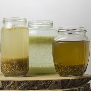 The benefits and harms of sprouted rye for humans