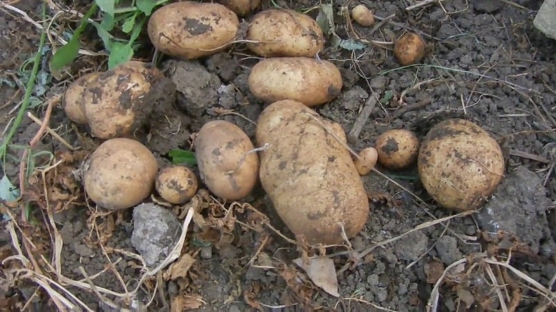 Popular potato variety with high yield Repanka