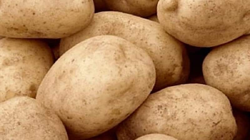 The mid-late potato variety Tuleevsky, popular among gardeners