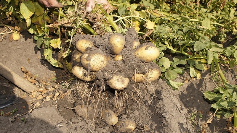 The mid-late potato variety Tuleevsky, popular among gardeners
