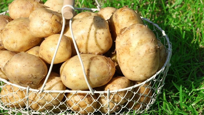 The mid-late potato variety Tuleevsky, popular among gardeners