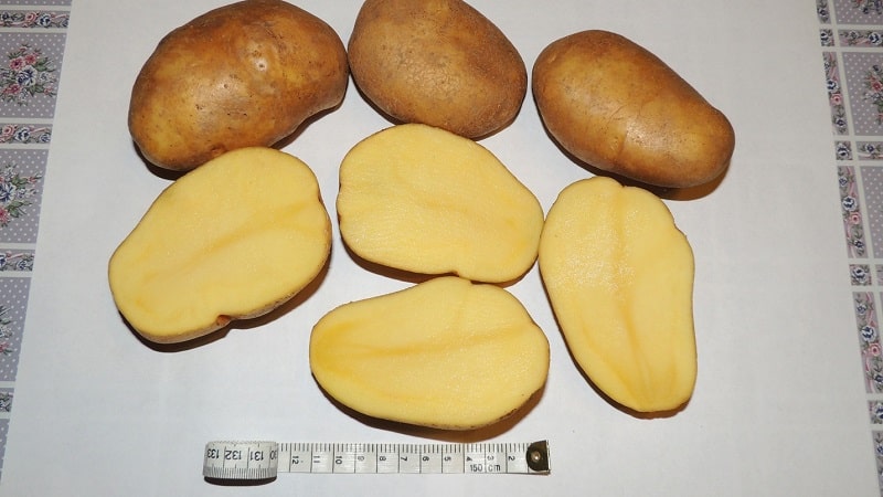 The mid-late potato variety Tuleevsky, popular among gardeners
