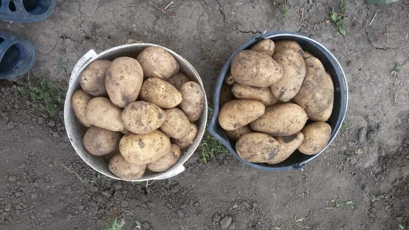 The mid-late potato variety Tuleevsky, popular among gardeners
