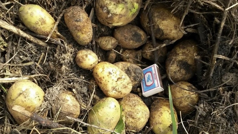The mid-late potato variety Tuleevsky, popular among gardeners