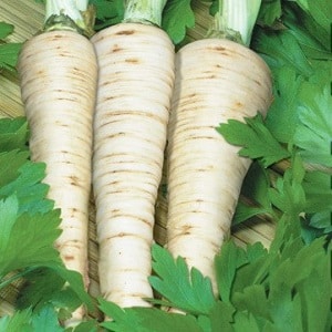 Planting and caring for root parsley in open ground