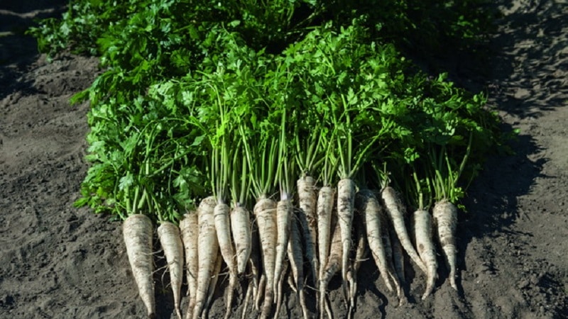 Planting and caring for root parsley in open ground