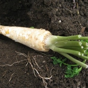 Planting and caring for root parsley in open ground