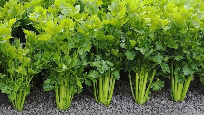 Planting and caring for root parsley in open ground
