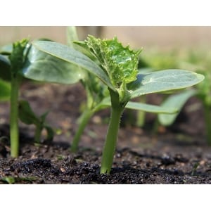 Recommendations for planting cucumber seeds in open ground in July