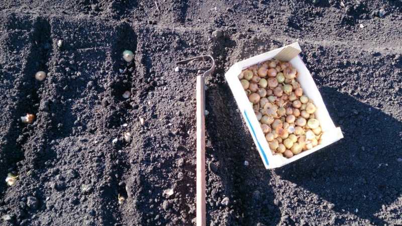Technology for planting onion sets in spring: how to plant and grow correctly