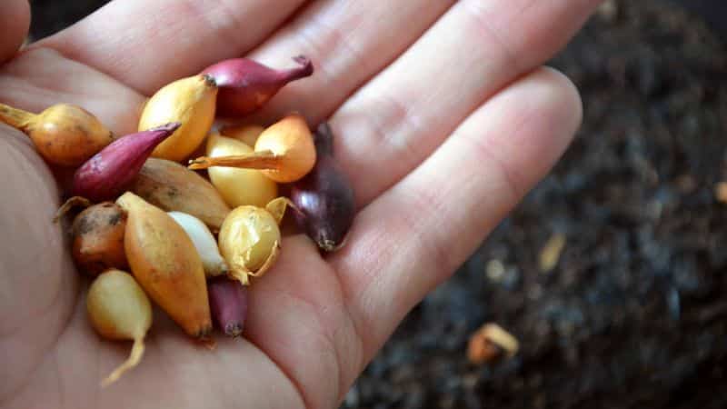 Technology for planting onion sets in spring: how to plant and grow correctly