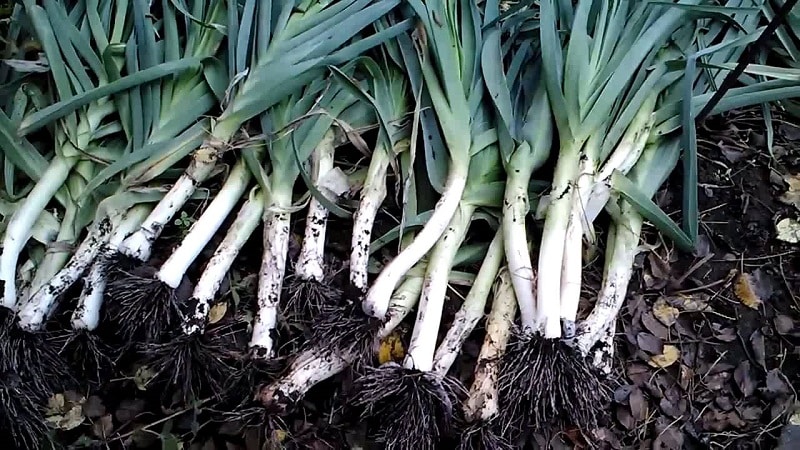 Step-by-step instructions: how to grow leeks from seedlings