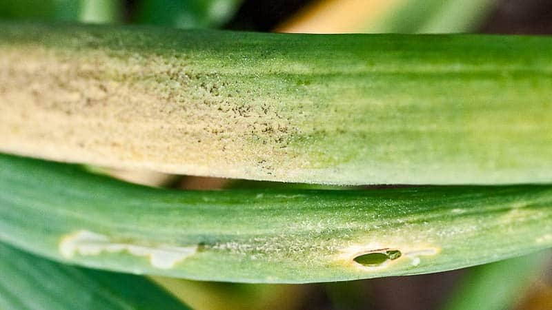 Step-by-step instructions: how to grow leeks from seedlings