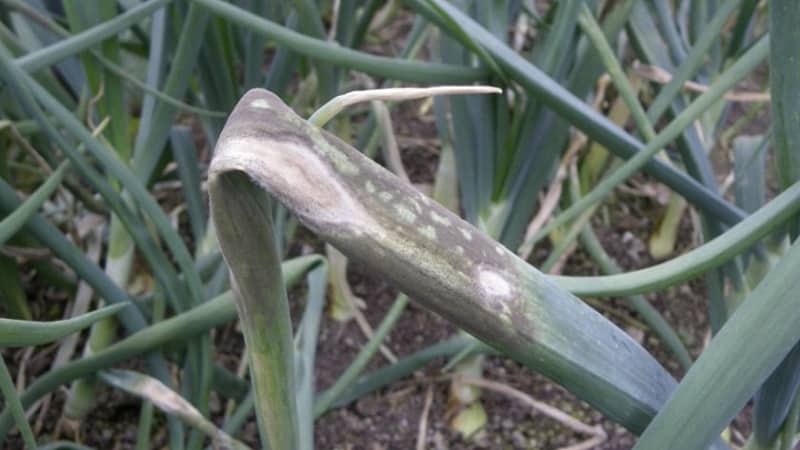 Step-by-step instructions: how to grow leeks from seedlings
