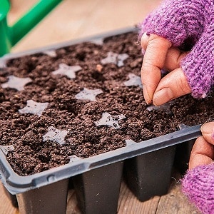 Step-by-step instructions: how to grow leeks from seedlings