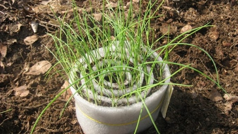 Step-by-step instructions: how to grow leeks from seedlings