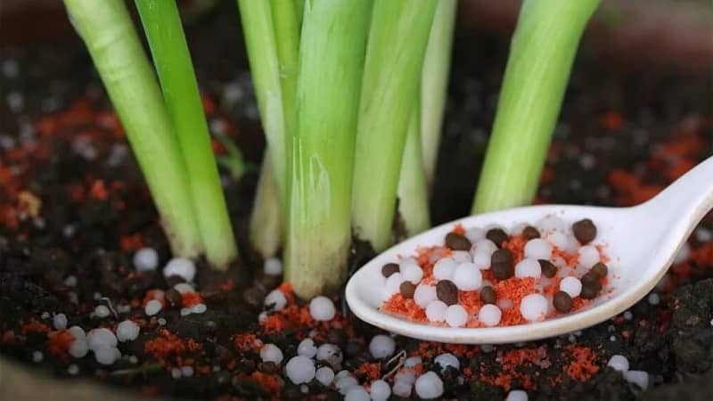 Step-by-step instructions: how to grow leeks from seedlings