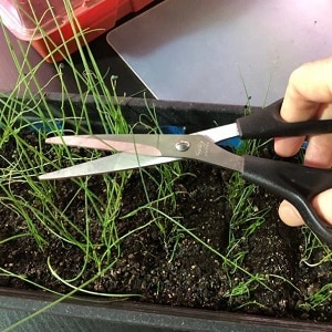 Step-by-step instructions: how to grow leeks from seedlings